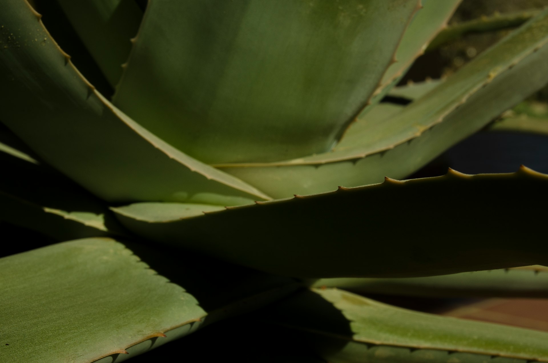green leaf plant in close up photography