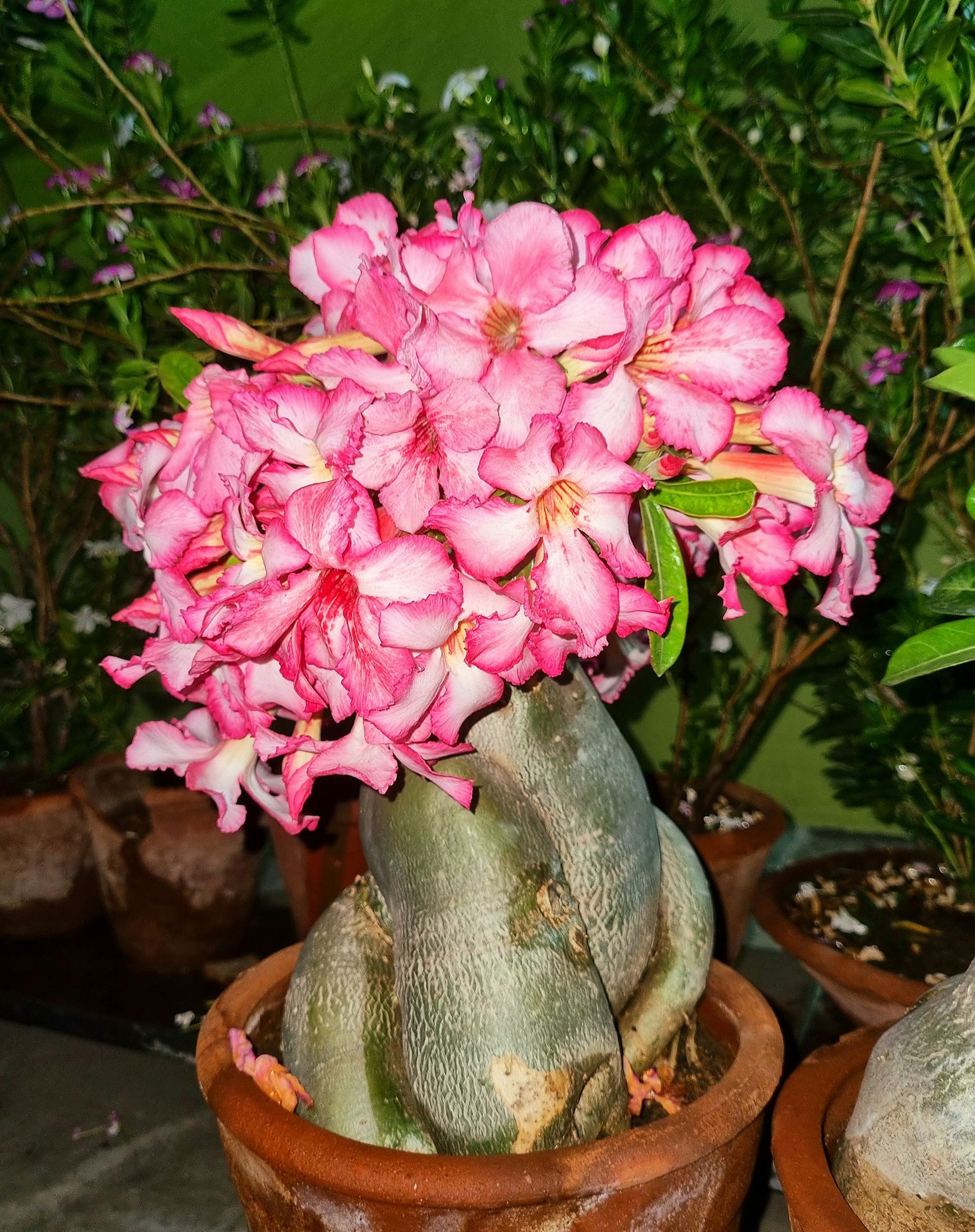 ist die kalanchoe eine zimmerpflanze Kalanchoe Plant